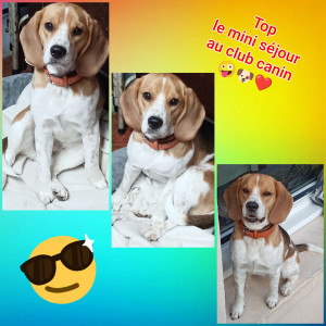 Photo de galerie - Garde chien