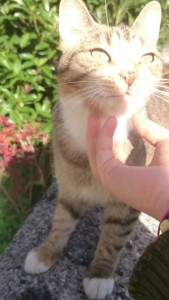 Photo de galerie - Garde chat