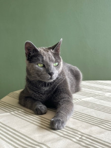 Photo de galerie - Scarabée 