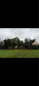 Photo de galerie - Elagage et coupe d'arbres