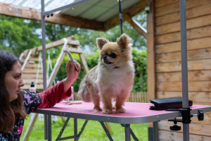 Photo de galerie - Otomne, chihuahua de 6 ans, en toilettage de confort