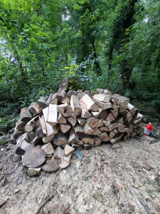 Photo de galerie - Elagage et coupe d'arbres