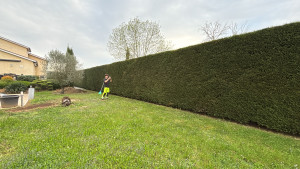 Photo de galerie - Taille de haie