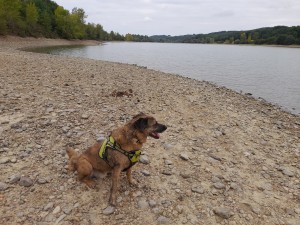 Photo de galerie - Garde chien