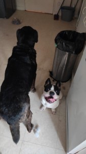 Photo de galerie - Garde chien