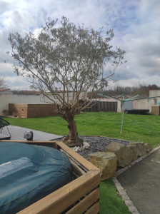 Photo de galerie - Taille annuel d'un olivier 