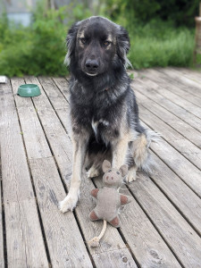 Photo de galerie - Garde chien