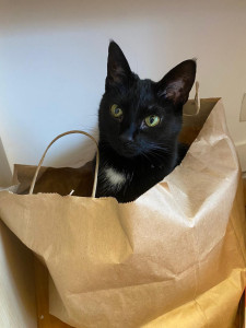 Photo de galerie - Un chat en sac kraft est un chat heureux 