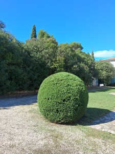 Photo de galerie - Thuya boule