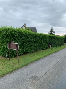 Photo de galerie - Tonte de pelouse - Débroussaillage
