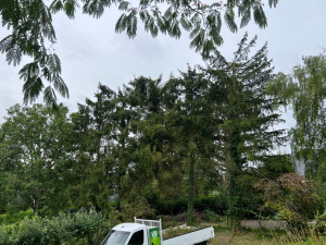 Photo de galerie - Elagage et coupe d'arbres