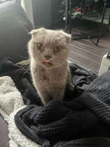 Photo de galerie - Nina un scottish fold