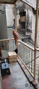Photo de galerie - '' volière '' chat sur balcon, aucune fixation sur maçonnerie,structure autoportante entièrement démontable.