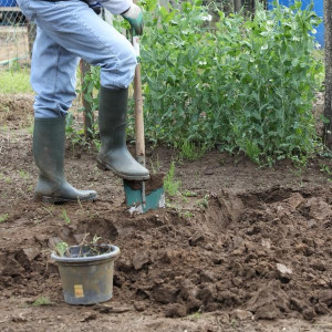 Photo de galerie - Plantation 