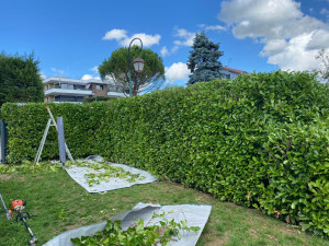Photo de galerie - Taille d’une haie de laurier 