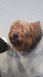 Photo de galerie - Personne de confiance, habitant en appartement.  promenade et respect de vos directives. 