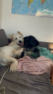 Photo de galerie - Garde chien