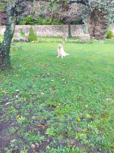 Photo de galerie - Jai garder ginto un chien de nos amis ? pendant 1 semaines ou 2 