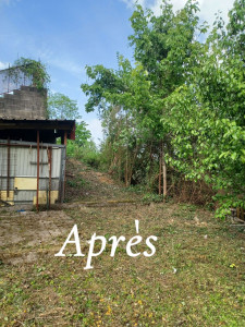 Photo de galerie - Taille de haies et d'arbustes