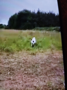 Photo de galerie - C'est  Marley mon chien qui cours dehors sans laisse et en rappel il est en pleine éducation 