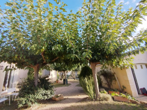 Photo de galerie - Taille mûrier platanes 