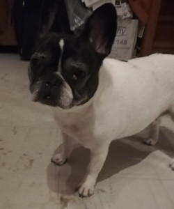 Photo de galerie - Garde chien