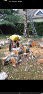 Photo de galerie - élagage abattage 