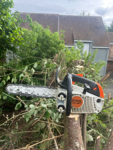 Photo de galerie - étêtage de thuya 