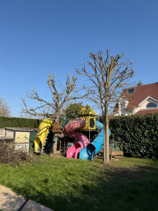 Photo de galerie - élagage de deux acacias sur la commune de morsang sur orge