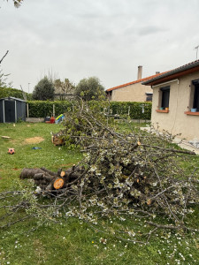 Photo de galerie - Elagage et coupe d'arbres
