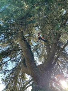 Photo de galerie - Elagage et coupe d'arbres