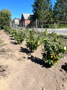Photo de galerie - Plantation d’une nouvelle haie
