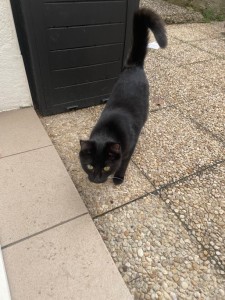 Photo de galerie - Garde chat