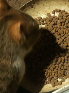 Photo de galerie - Soins et alimentation du chat