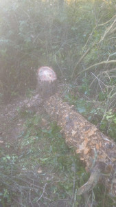 Photo de galerie - Coupe arbres