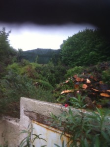 Photo de galerie - Elagage et coupe d'arbres