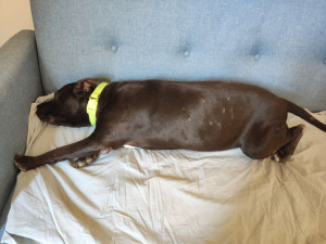 Photo de galerie - Garde chien au domicile de la petsitter.