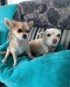 Photo de galerie - Garde animaux