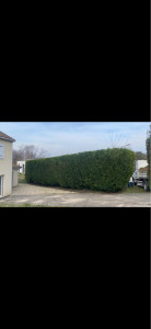 Photo de galerie - Taille de haies et d'arbustes