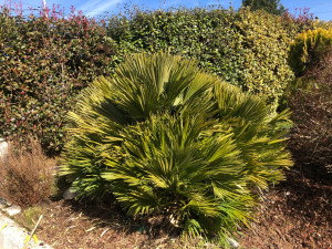 Photo de galerie - Jardinier