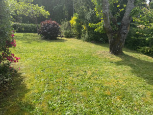 Photo de galerie - Tonte de pelouse 