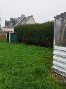 Photo de galerie - Rabattage et taille d'une haie et tonte de pelouse 