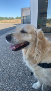 Photo de galerie - Garde chien