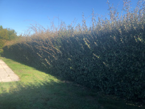 Photo de galerie - Taille avant 