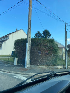 Photo de galerie - Taille d’un buisson type Thuyas 