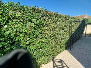 Photo de galerie - Taille de haies et d'arbustes