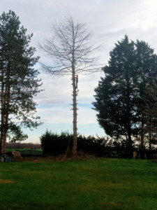 Photo de galerie - élagage d’un arbre