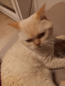 Photo de galerie - Garde chat
