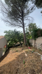 Photo de galerie - élagage de pin 