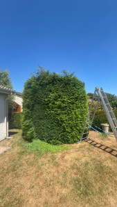 Photo de galerie - Taille de thuya avant 